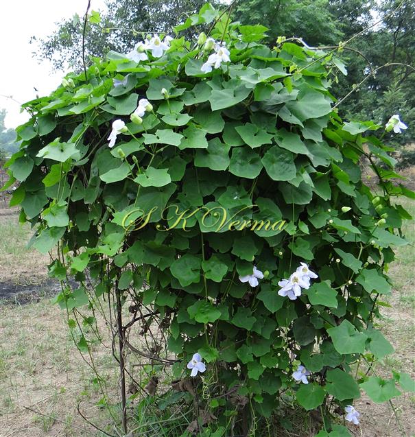  Plant